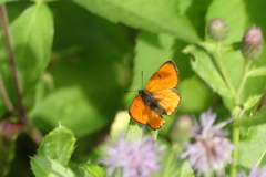 Lycaena dispar
