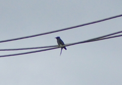 Cacomantis passerinus