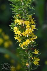 Aspalathus subtingens