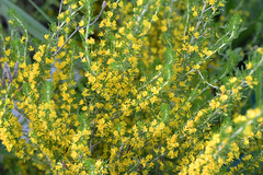 Aspalathus subtingens