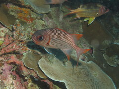 Myripristis violacea