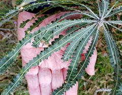 Banksia menziesii
