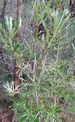Banksia menziesii
