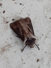 Agrotis venerabilis