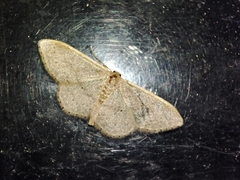 Idaea eugeniata