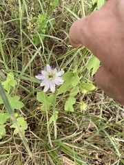 Passiflora foetida