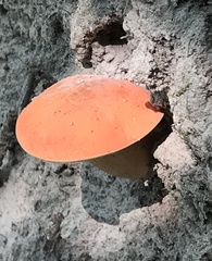 Tylopilus balloui
