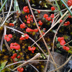 Cladonia