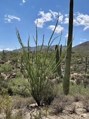 Fouquieria splendens splendens
