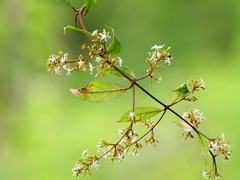 Ichnocarpus frutescens