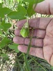 Passiflora foetida