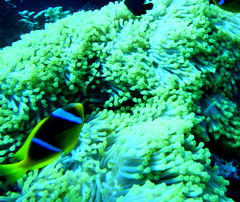 Heteractis magnifica