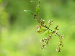 Ichnocarpus frutescens
