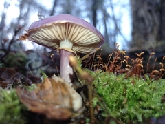 Cortinarius magellanicus