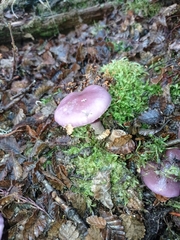 Cortinarius magellanicus