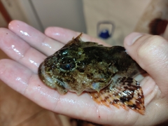 Myoxocephalus scorpius
