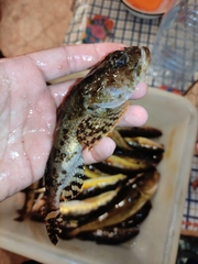 Myoxocephalus scorpius