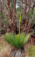 Xanthorrhoea preissii
