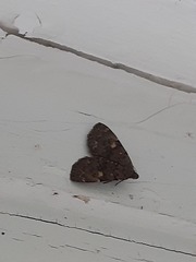 Idia diminuendis