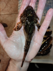 Myoxocephalus scorpius