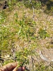 Baccharis dracunculifolia