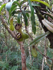 Nepenthes ventricosa