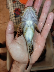 Myoxocephalus scorpius