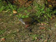 Bronze Ground Dove photo 1