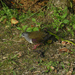 Bronze Ground-Dove - Photo (c) markaharper1, some rights reserved (CC BY-SA)