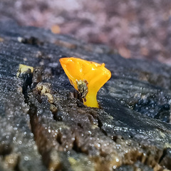 Calocera australis
