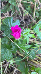 Callirhoe involucrata