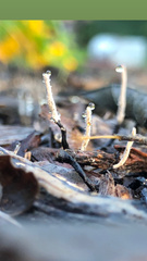 Xylaria hypoxylon