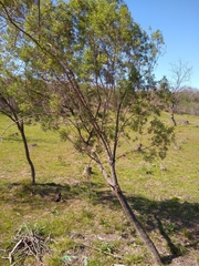 Baccharis dracunculifolia