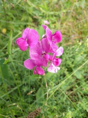Lathyrus latifolius