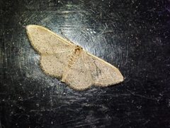 Idaea eugeniata