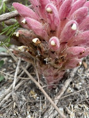 Hyobanche
