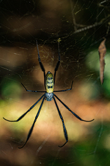 Trichonephila fenestrata