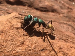 Calomyrmex glauerti