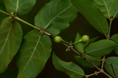 Tricalysia