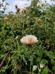 Cirsium arvense