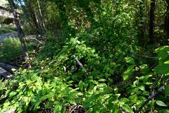 Schisandra chinensis