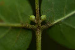 Tricalysia
