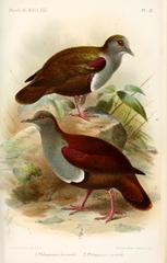 Bronze Ground Dove photo 2