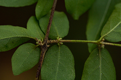 Tricalysia