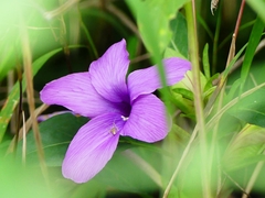 Barleria cristata