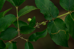 Tricalysia