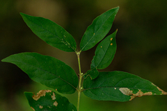 Tricalysia
