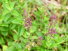 Ocimum