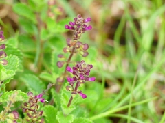 Ocimum