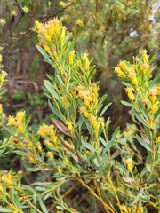 Leucadendron rubrum